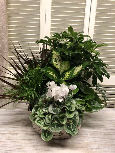 sympathy plants for delivery.